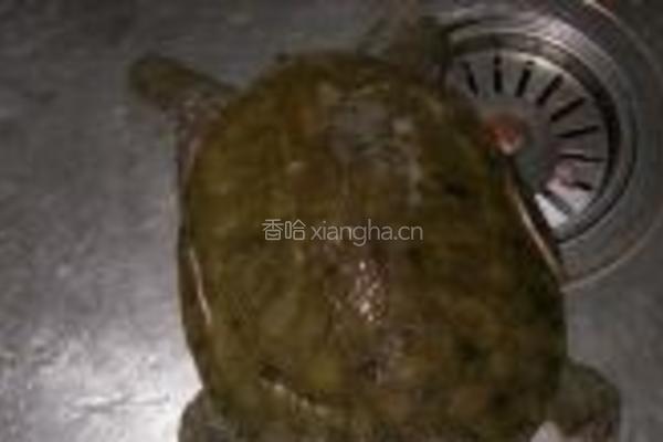 清蒸甲鱼的做法图解1