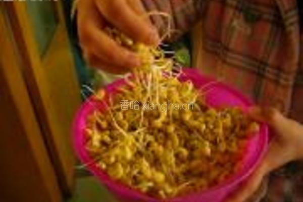 自制黄豆芽的做法图解6