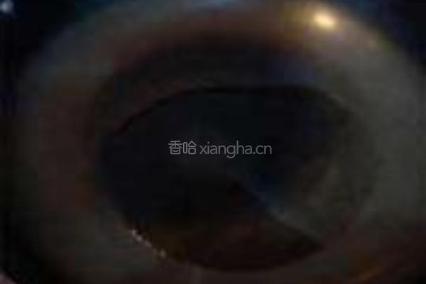 芹菜香干肉丝的做法图解7