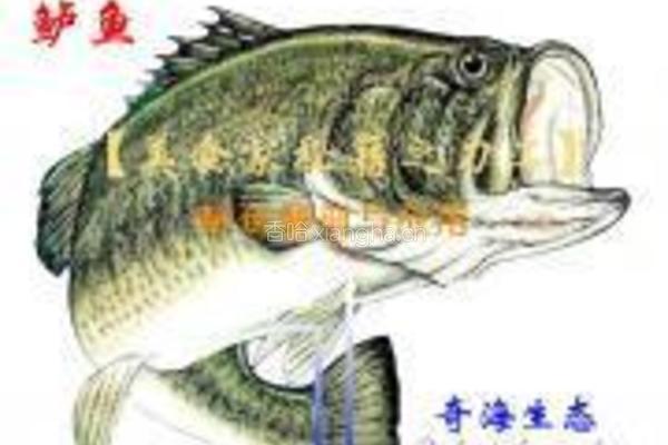 葱姜剁椒蒸鲈鱼的做法图解8