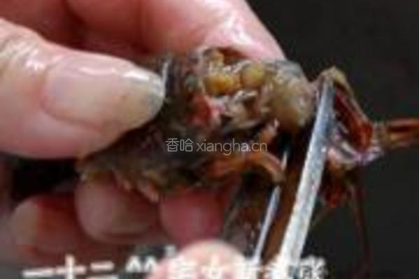 浓香原味小龙虾的做法图解7