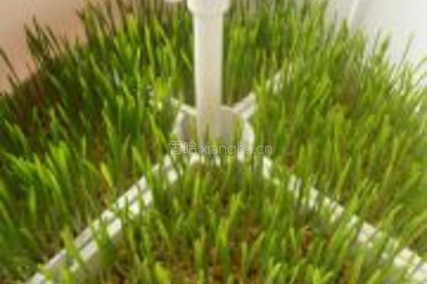 苹果柠檬小麦草汁的做法图解1