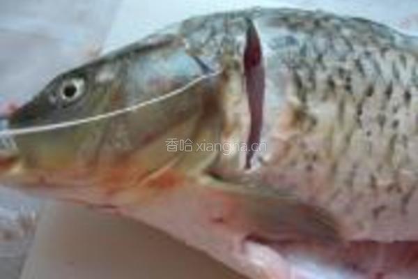 红烧鲤鱼的做法图解4