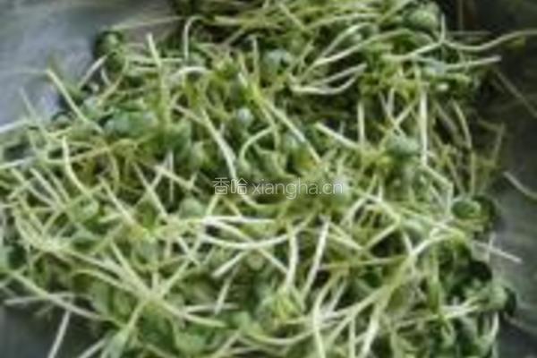 蒜蓉黑豆芽的做法图解1