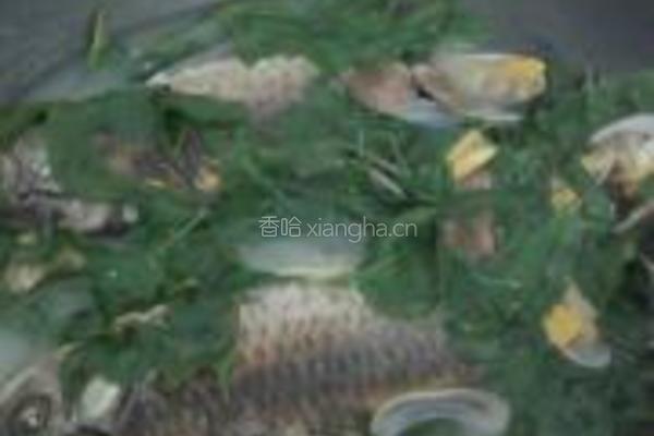 鲫鱼花蛤枸杞叶汤的做法图解9