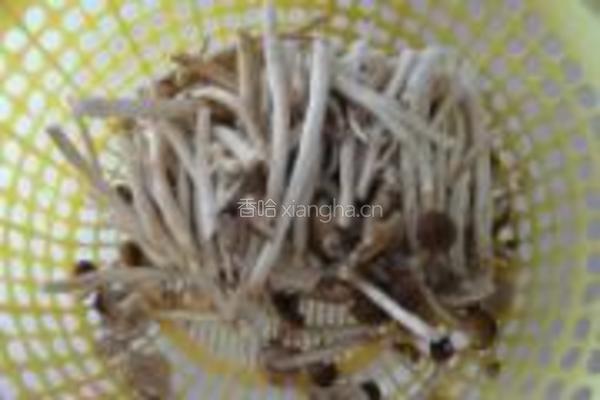 干炒茶树菇的做法图解3