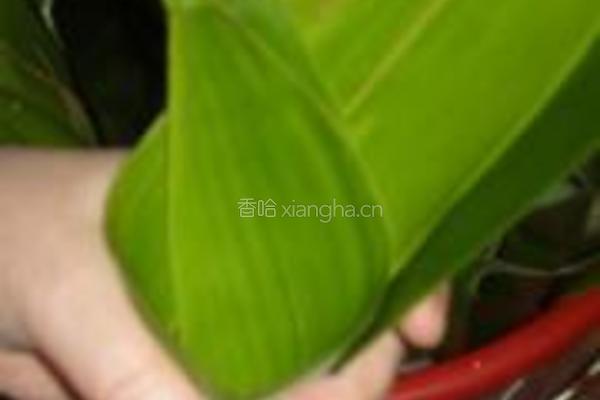 蜜枣粽子的做法图解2