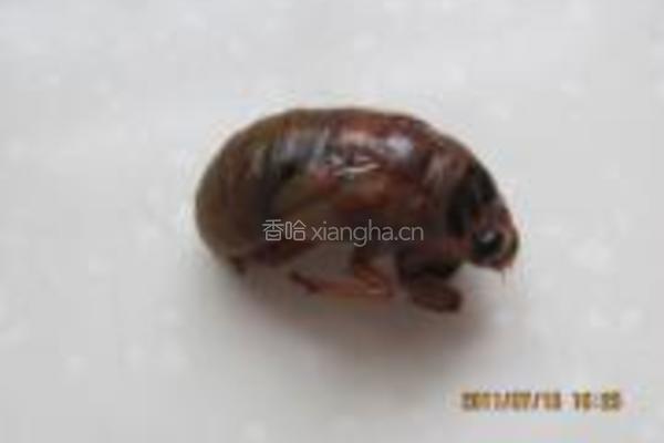 香酥金蝉的做法图解1