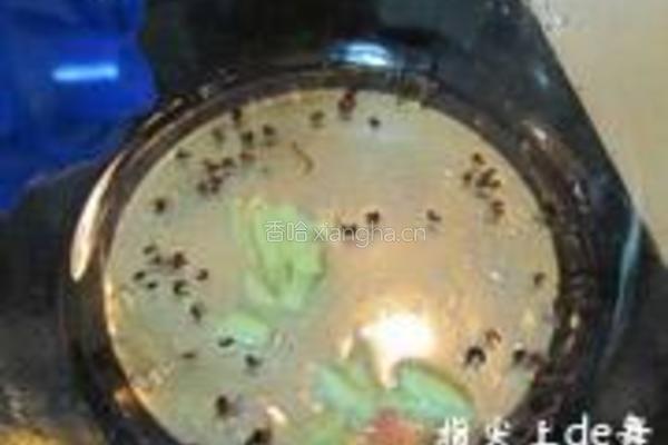 财鱼焖藕的做法图解2