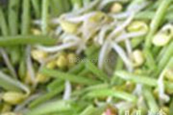 筒篙炒豆芽的做法图解5