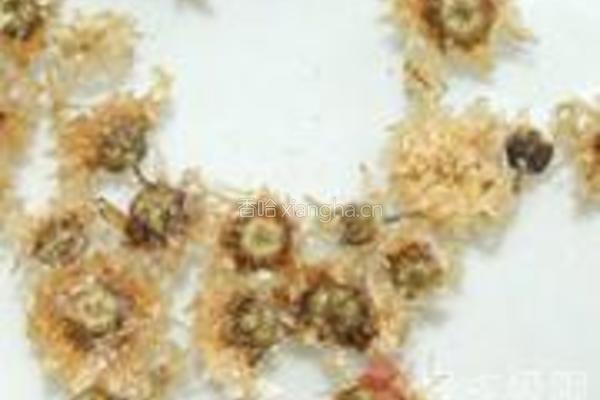 杭菊枇杷花饮的做法图解1