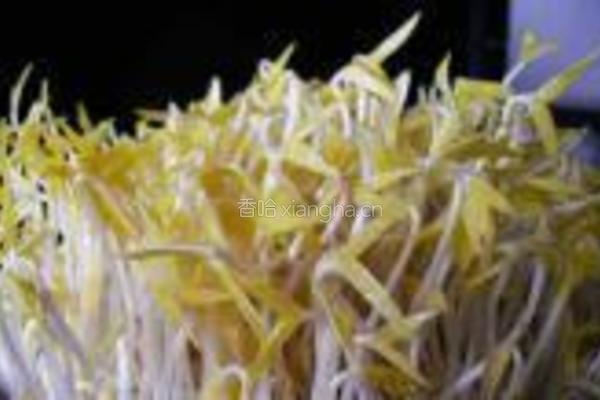 砂锅生绿豆芽的做法图解12