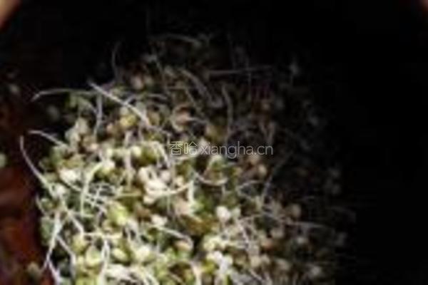 砂锅生绿豆芽的做法图解5