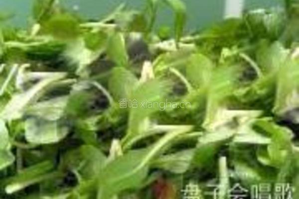 凉拌香干马兰头的做法图解2