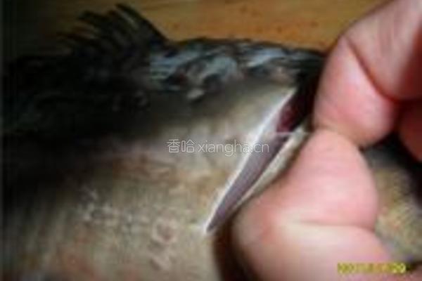 红火水煮鱼的做法图解2