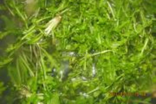 荠菜肉鸡蛋饼的做法图解1
