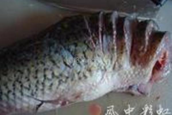 金玉满堂开屏鱼的做法图解2
