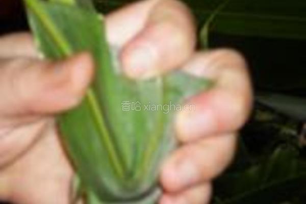 红豆粽子的做法图解8