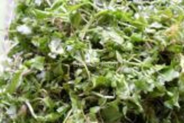 干炸荠菜丸子的做法图解1