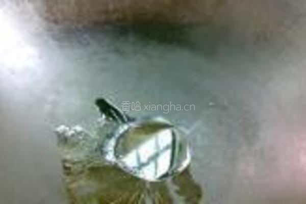 蟹子虾米蛋炒饭的做法图解3