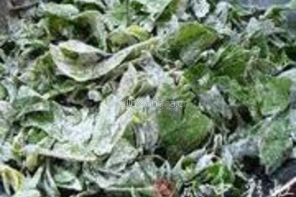 粉蒸芹菜叶的做法图解2