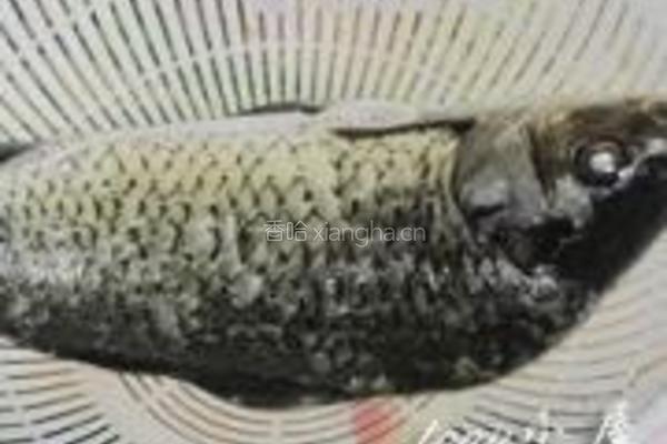野生鲫鱼汤的做法图解2