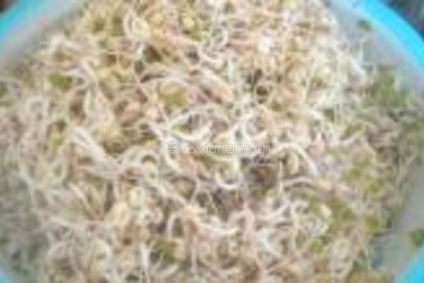 泡发绿豆芽的做法图解12