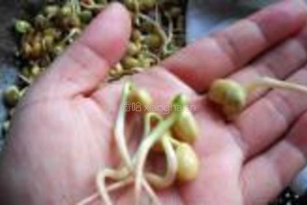 自发黄豆芽的做法图解11