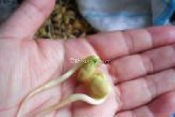自发黄豆芽的做法图解12