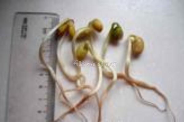 自发黄豆芽的做法图解15