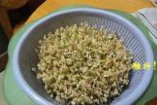 自发绿豆芽的做法图解8