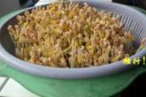 自发绿豆芽的做法图解9