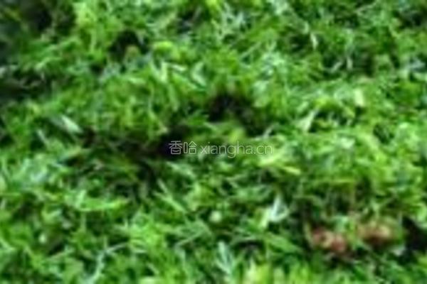 茴香饺子的做法图解6