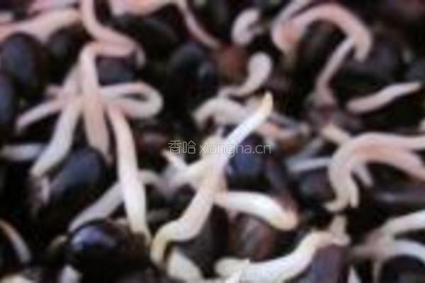 自制黑豆芽的做法图解5