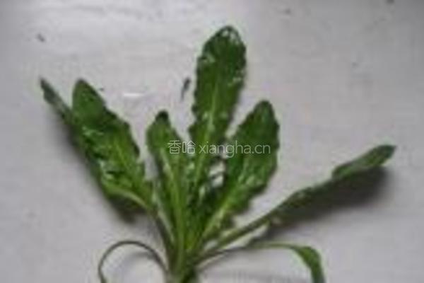 野香芥菜肉包的做法图解4