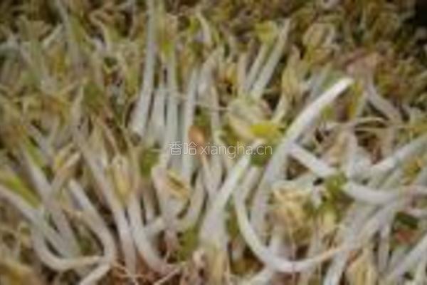 自制绿豆芽的做法图解13