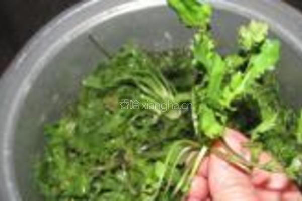 荠菜素饺子的做法图解2