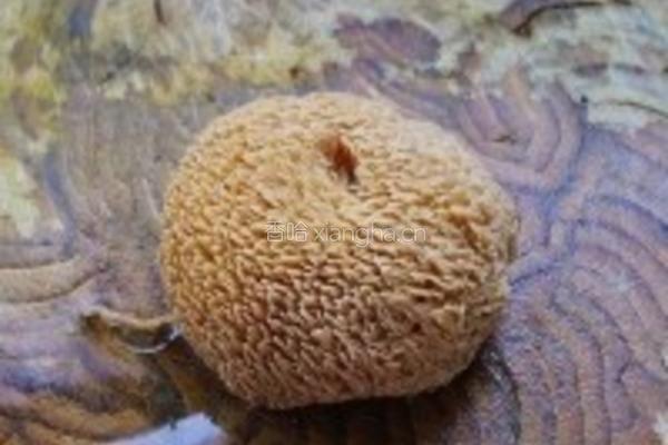猴头竹荪炖排骨的做法图解4