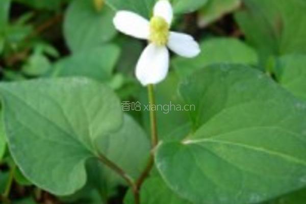 鱼腥草的做法图解1