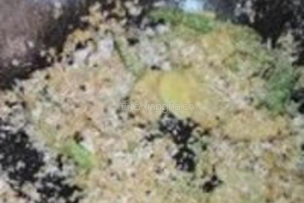 避风塘北极虾的做法图解13