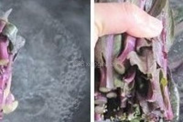 鲜嫩红菜苔的做法图解2