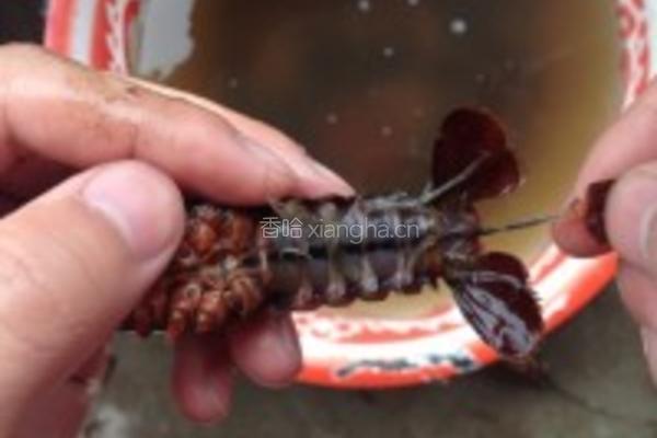 原汁原味白煮鲜活小龙虾的做法图解3