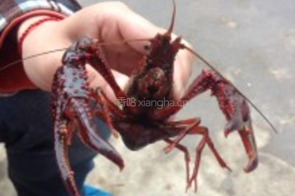 原汁原味白煮鲜活小龙虾的做法图解1