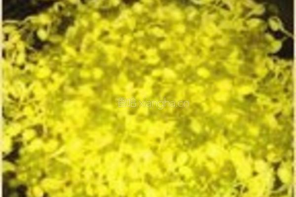 缤纷炒豆芽的做法图解2