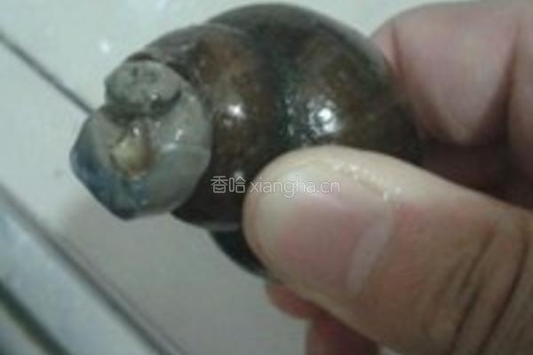 酸笋田螺煲的做法图解10