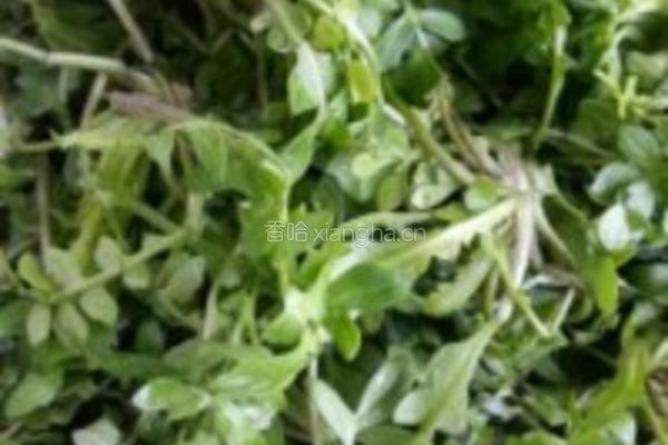 荠菜小煎包的做法图解1