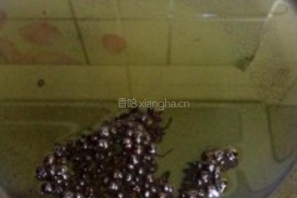 苜蓿肉饺子的做法图解4