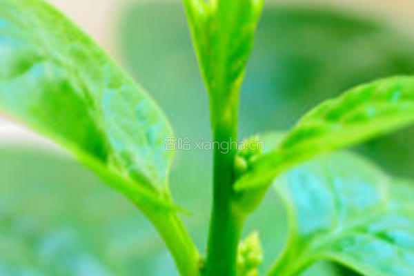 木耳菜蛋花汤的做法图解4