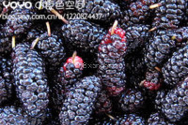 桑葚优格的做法图解1