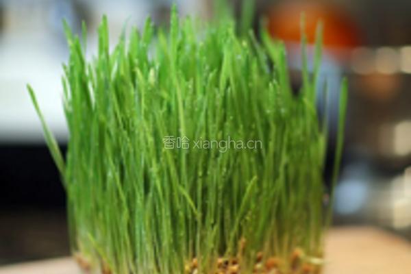 小麦草杨桃汁的做法图解4